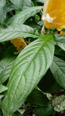 Pachystachys lutea