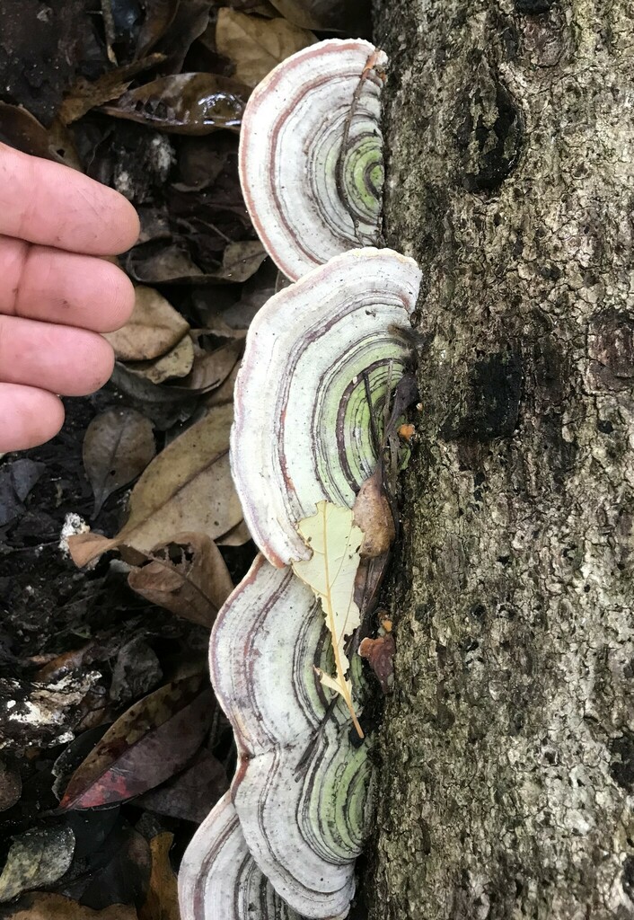 Trametes meyenii