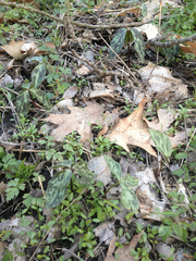 Trillium recurvatum