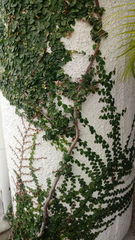 Magnoliopsida