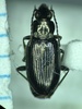 Bembidion recticolle - Photo (c) Connor E. J. Graham, some rights reserved (CC BY-NC), uploaded by Connor E. J. Graham