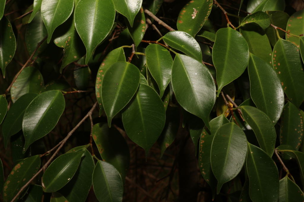 Ficus benjamina leaves close up