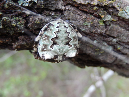 Giant Lichen Orbweaver