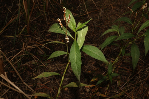 Image of Persicaria attenuata by (c) Greg Tasney, some rights reserved (CC BY-SA)