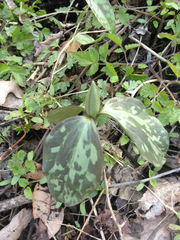 Trillium recurvatum