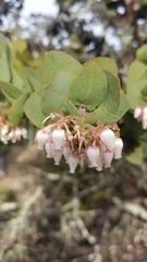 Arctostaphylos pallida