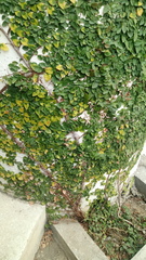 Magnoliopsida