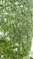 Magnoliopsida