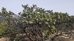 Arctostaphylos pallida