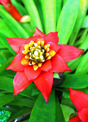 Guzmania lingulata image