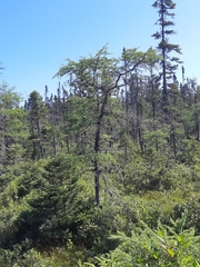 Larix laricina image