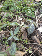 Trillium recurvatum