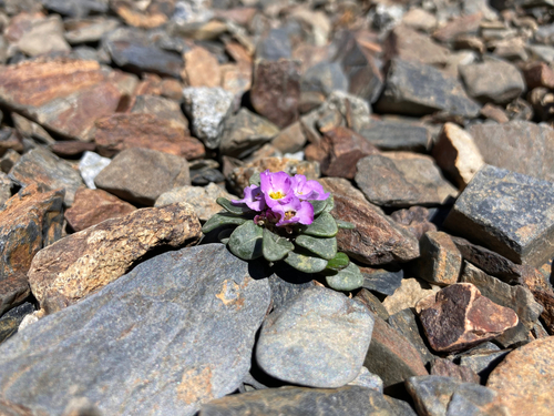 Image of Iberis spathulata by (c) Fabien Anthelme, some rights reserved (CC BY-SA)