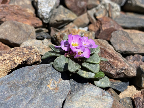 Image of Iberis spathulata by (c) Fabien Anthelme, some rights reserved (CC BY-SA)