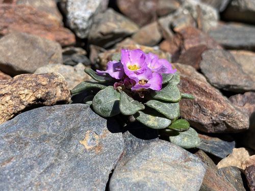 Image of Iberis spathulata by (c) Fabien Anthelme, some rights reserved (CC BY-SA)