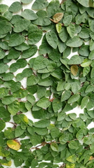 Magnoliopsida