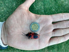 Coraliomela quadrimaculata