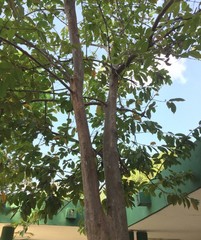 Psidium friedrichsthalianum