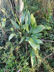 Aspidistra elatior