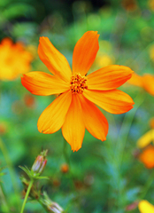 Cosmos sulphureus image