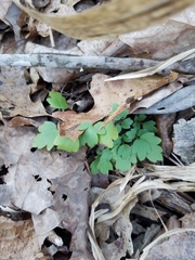 Thalictrum thalictroides