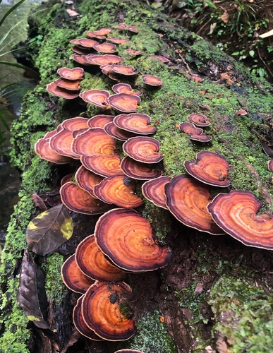 dark-footed tinypore