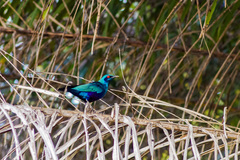 Lamprotornis chalcurus