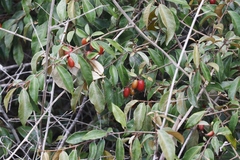 Elaeagnus triflora