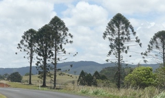 Araucaria bidwillii