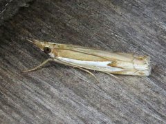 Crambus bidens