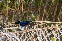 Lamprotornis chalcurus