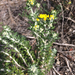Eriophyllum confertiflorum - Photo (c) drewboy,  זכויות יוצרים חלקיות (CC BY-NC)