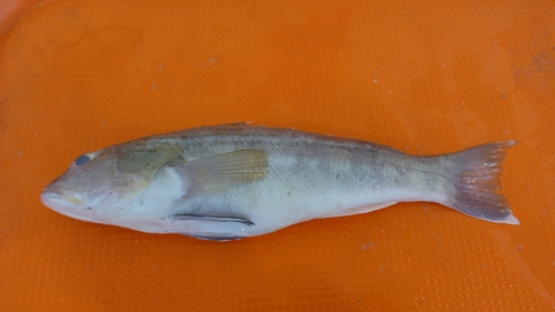 Greater sand perch (Diplectrum maximum) — Serranidae — 5