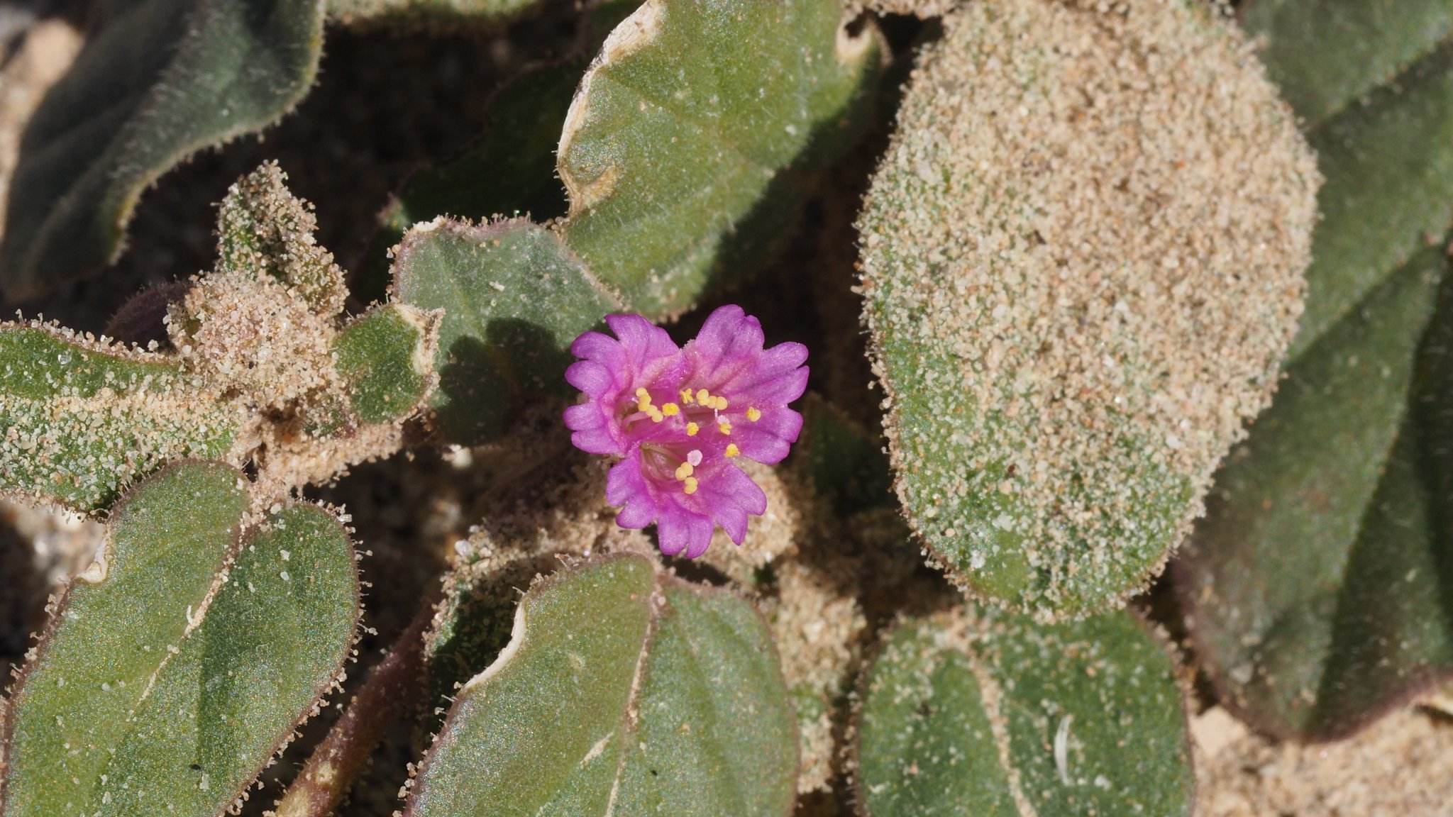 Allionia incarnata var. incarnata
