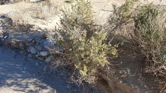 Atriplex canescens laciniata