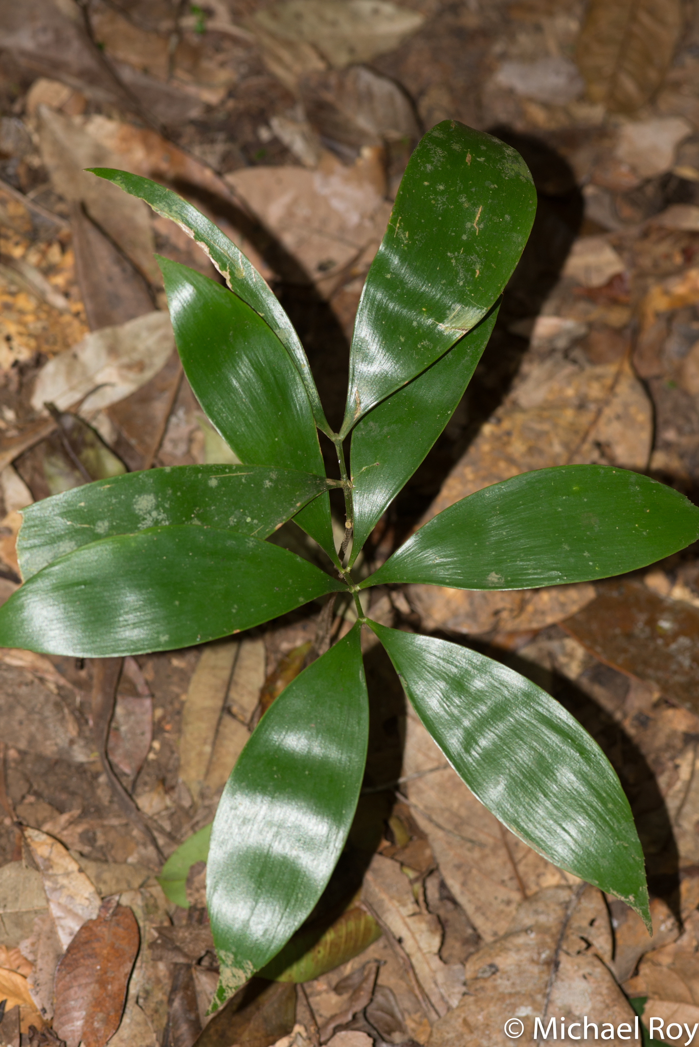 Zamia cunaria
