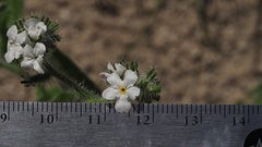 Cryptantha barbigera fergusoniae