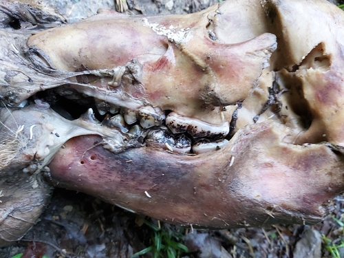 medveď hnedý (Ursus arctos)
