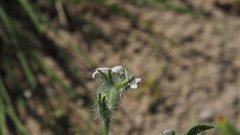 Cryptantha barbigera fergusoniae