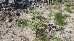 Cryptantha barbigera fergusoniae