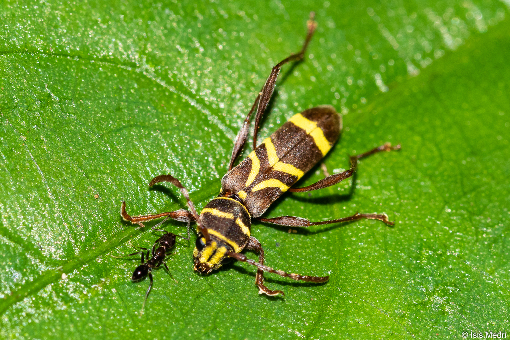 Ygapema