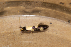 Opogona comptella