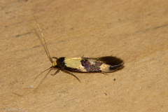 Opogona comptella