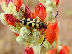 Typocerus sinuatus