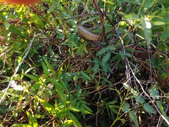 Mesotes strigatus