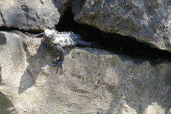 Ctenosaura acanthura