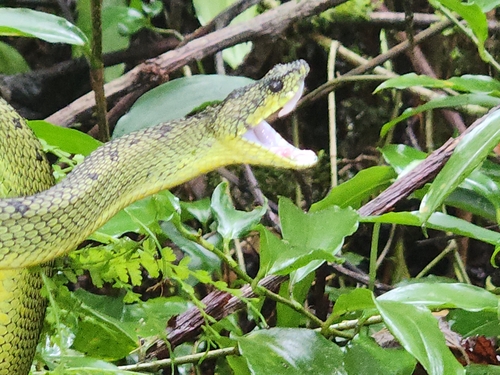 Photo of a Great Lakes Bush Viper (Atheris nitschei)