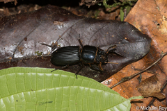 Odontotaenius