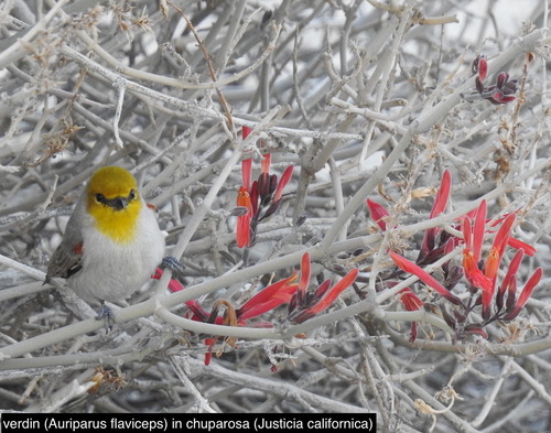 iNaturalist observation photo of chuparosa
