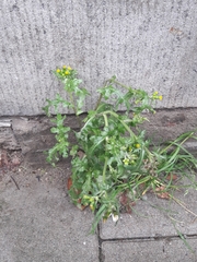 Senecio vulgaris